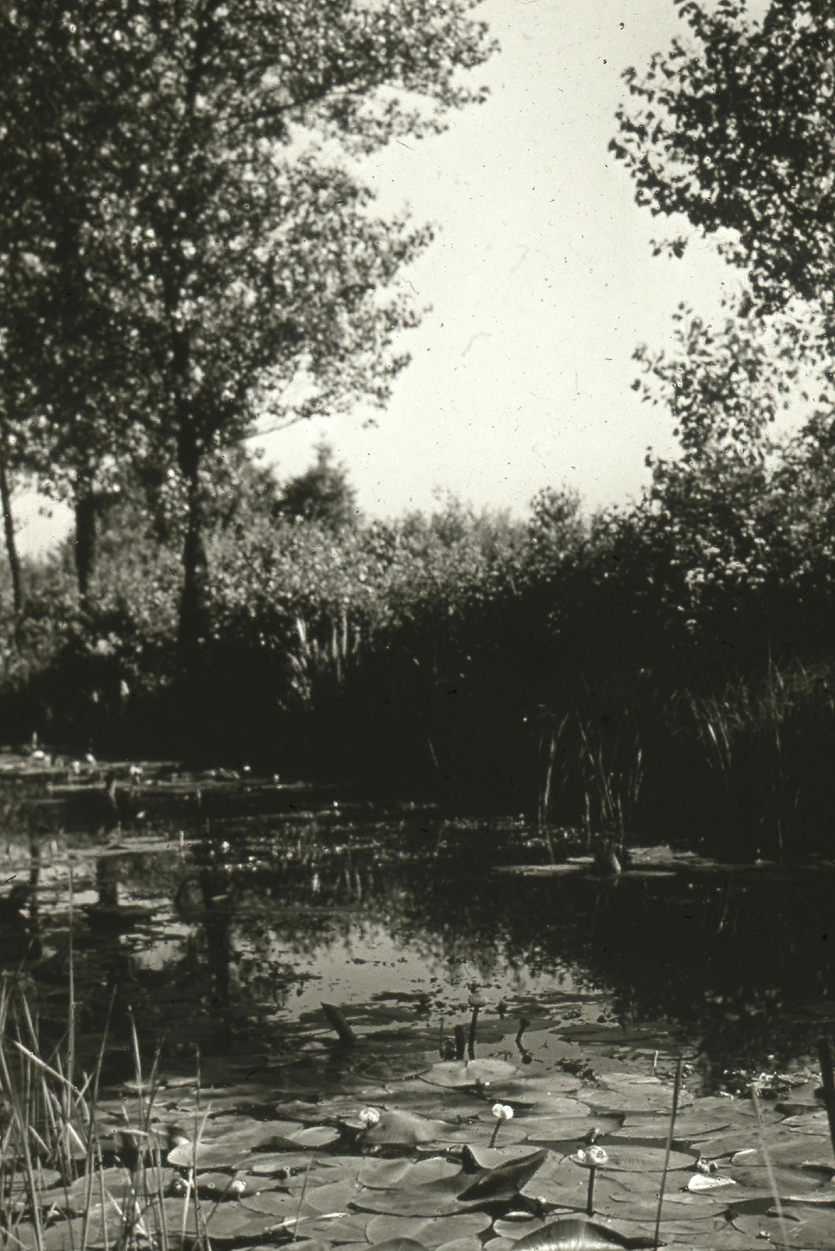 Verwilderter Max-Clemens-Kanal Verwilderter Max-Clemens-Kanal